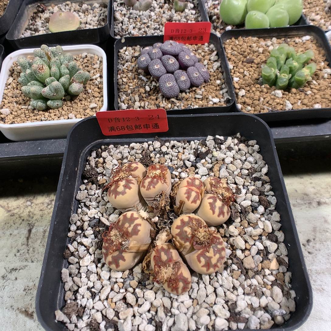 12-3-24     母本丽虹