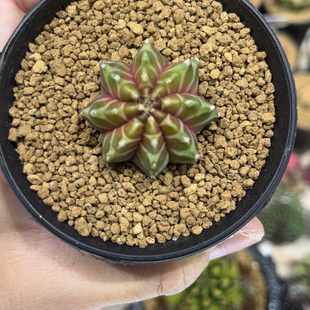 特价轮回———————————