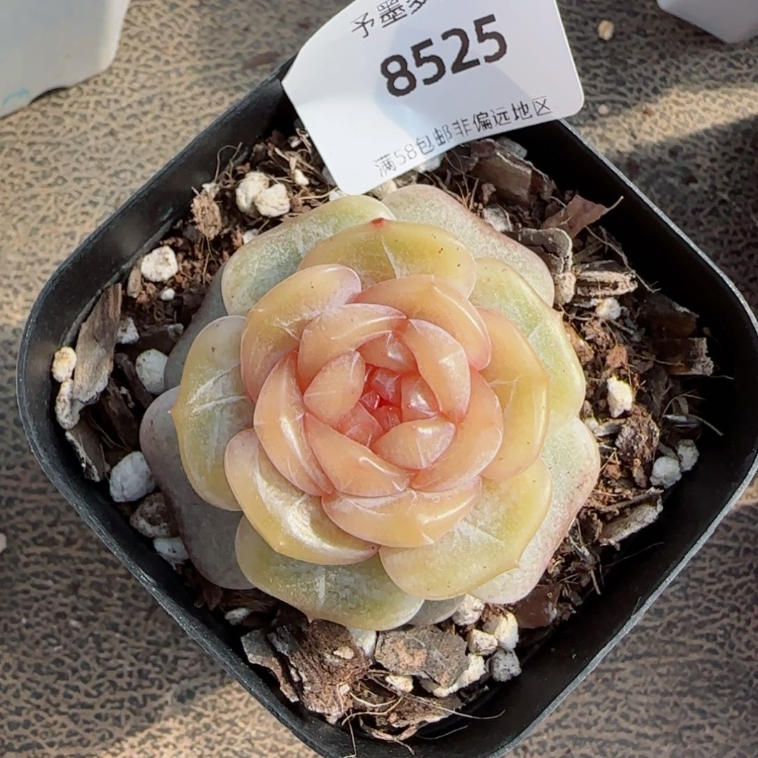 糖璃，8525多肉植物