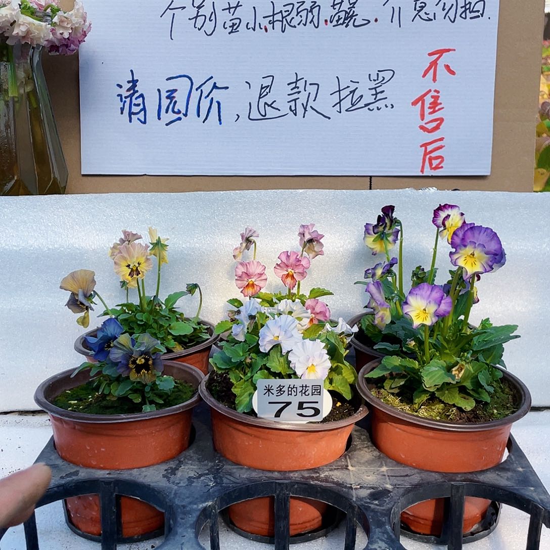 大部分花苞少量开放75