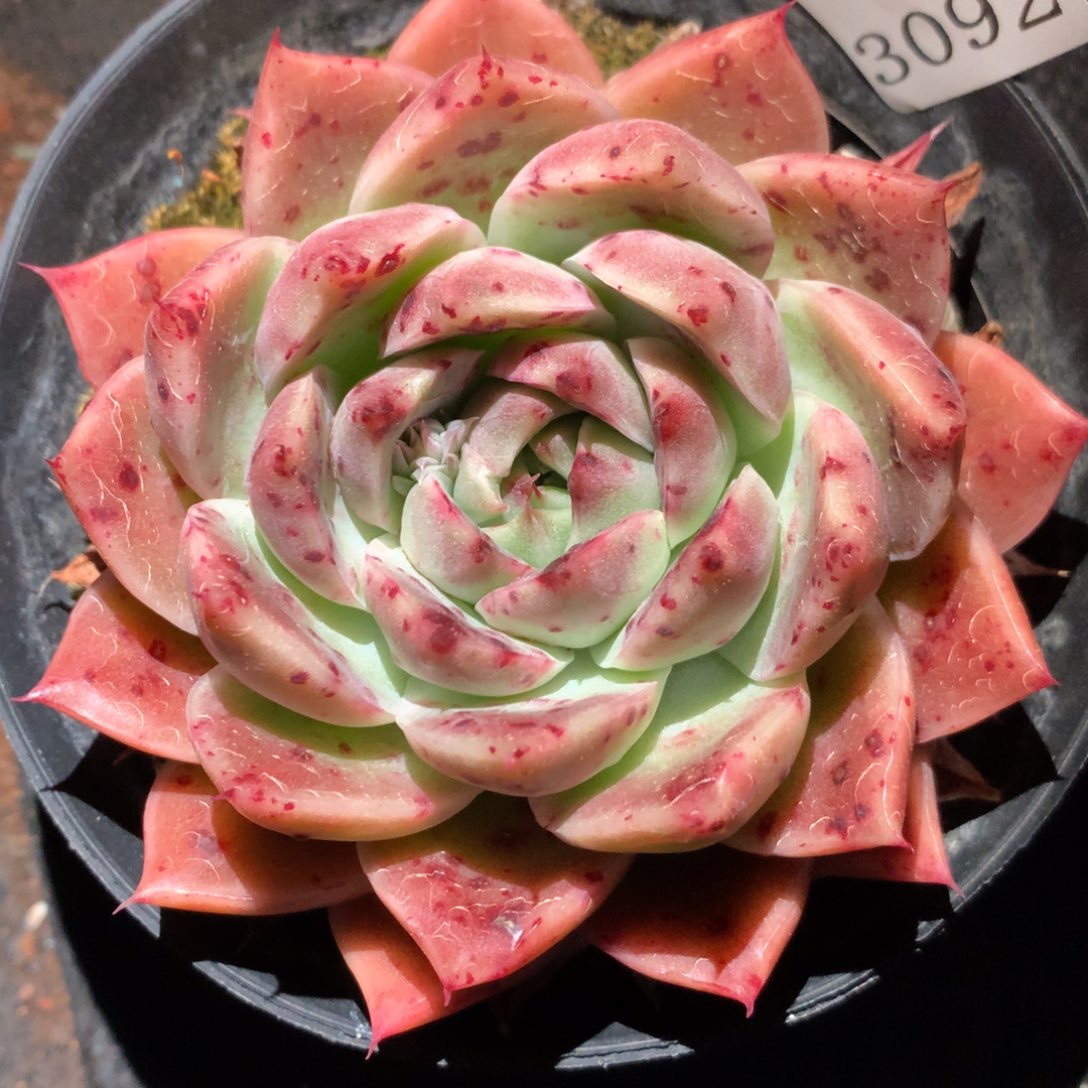 3092杂交多肉植物