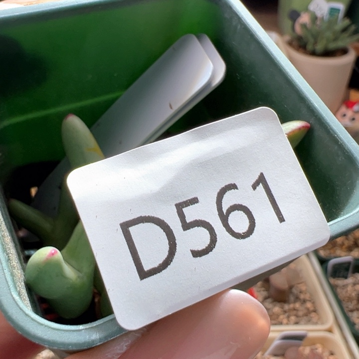 w561。ssg0136皮卡丘 专拍。 