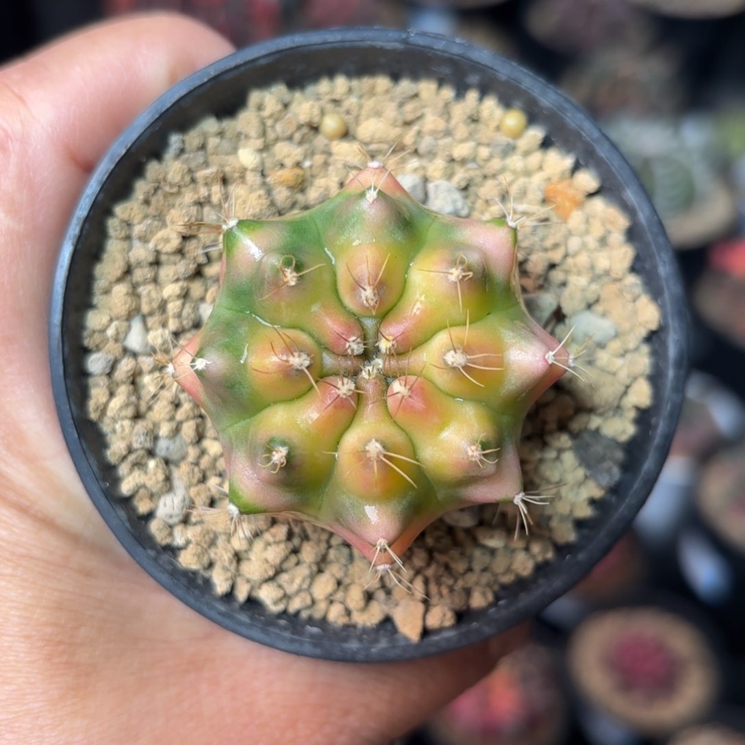 泰系米哈仙人球13