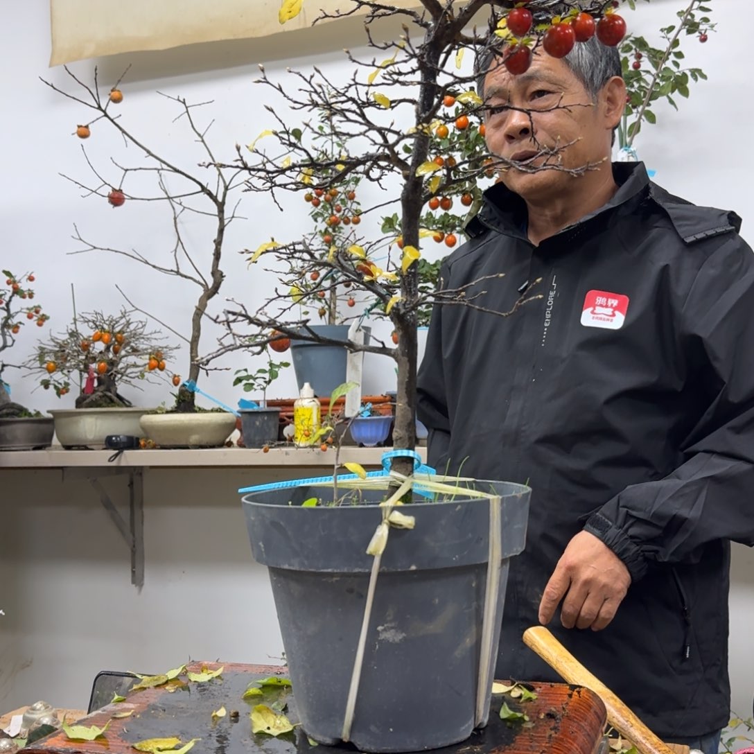 辉***无花朵224顺丰到付不包邮