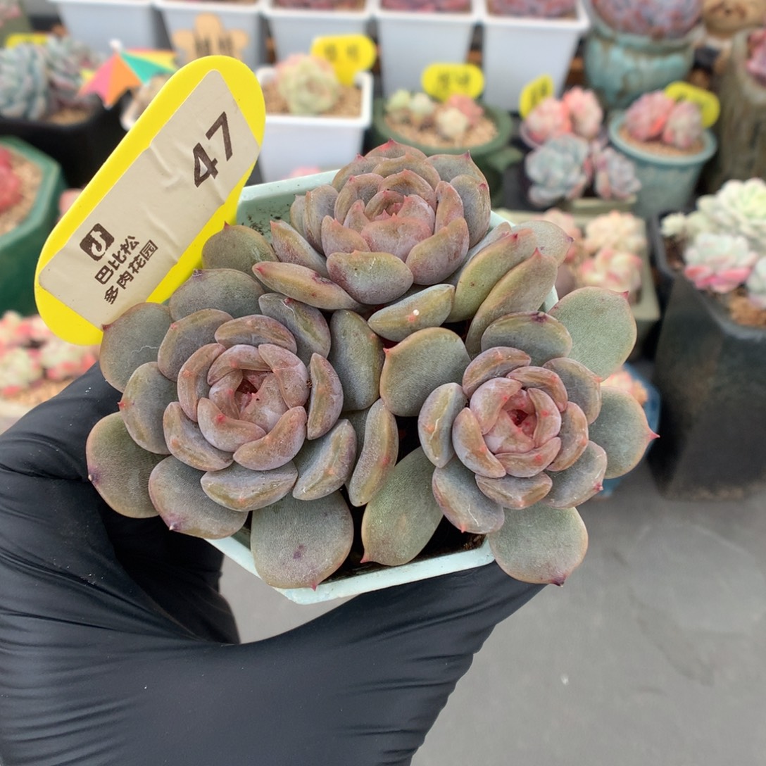 47 三头小树红色恋人