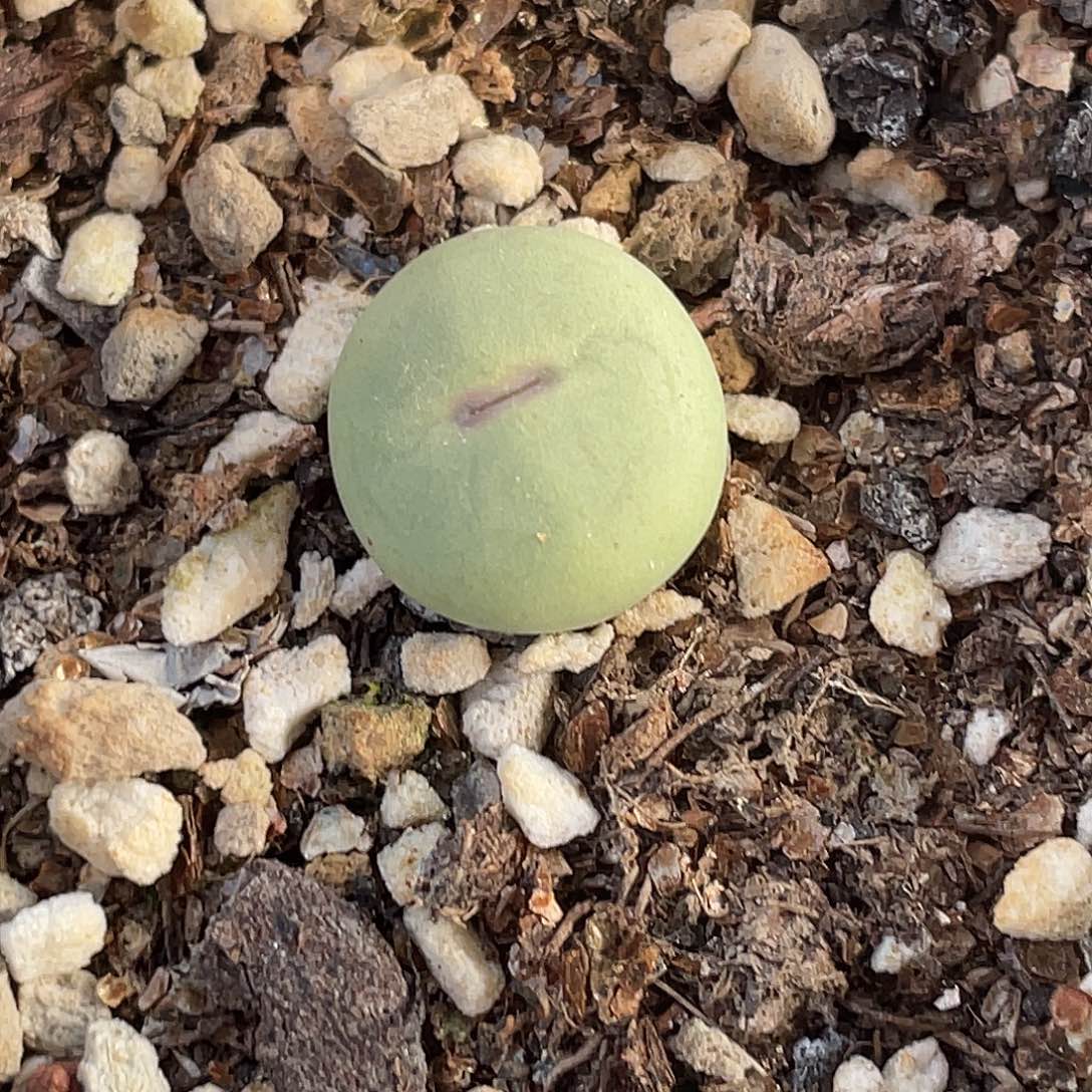 2-139嘴多肉植物肉锥