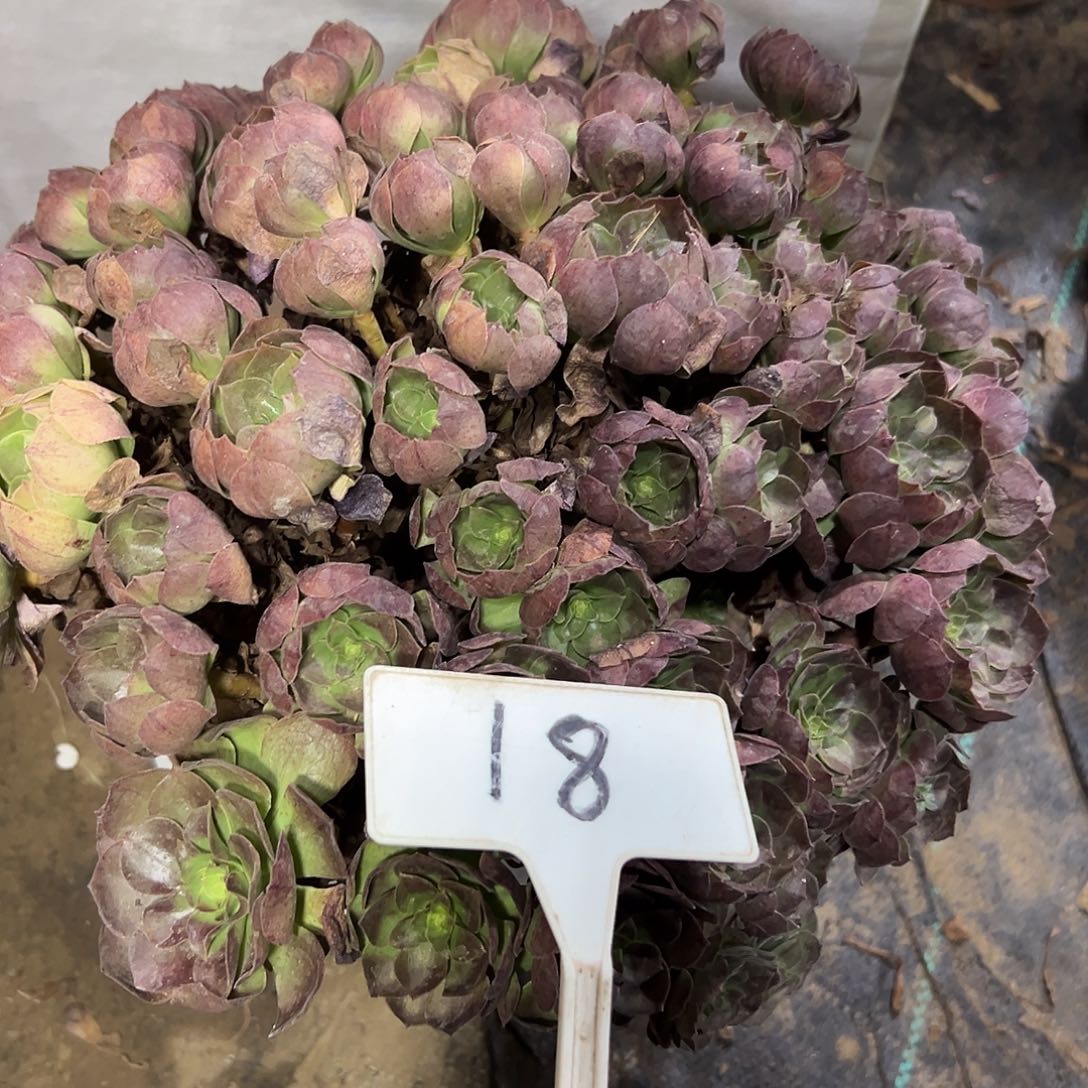 多肉植物紫罗兰法师18