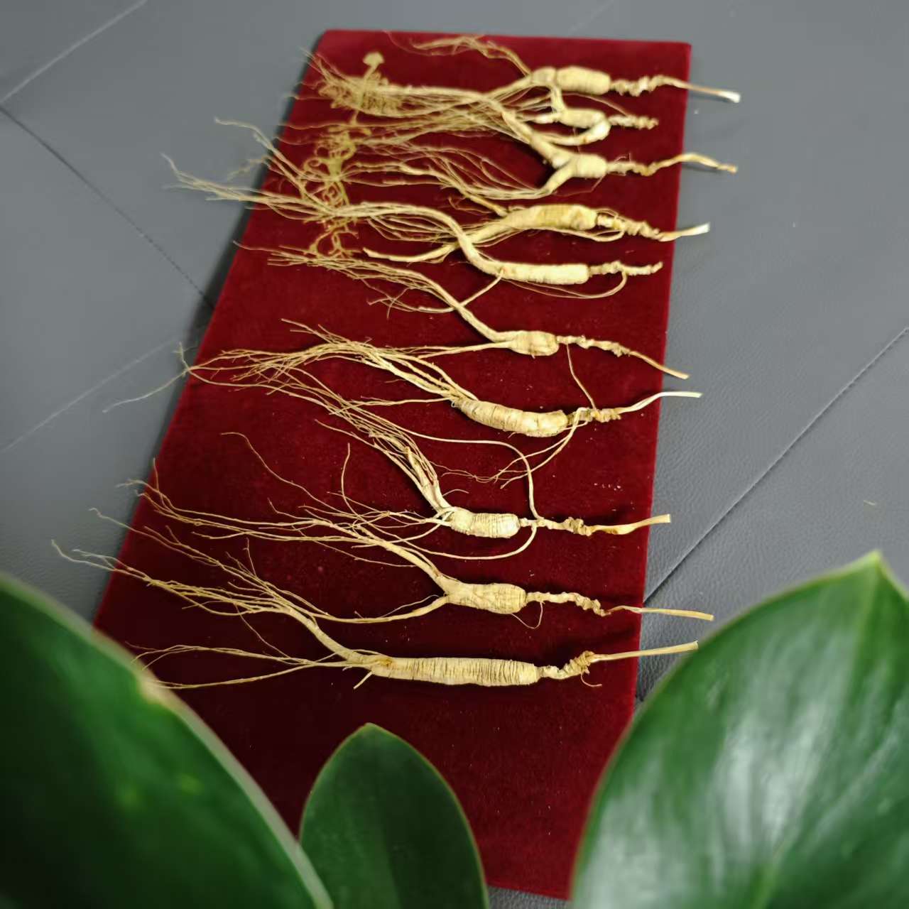 长白山林下人参小籽参 高龄礼盒装适合作为伴手礼 煲汤 泡水滋补