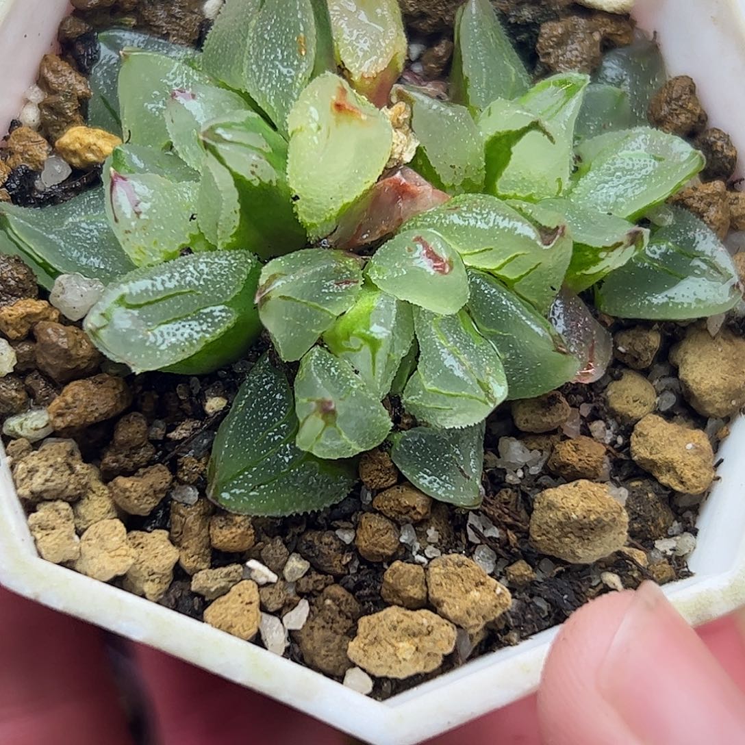 冰城变异群十二卷多肉