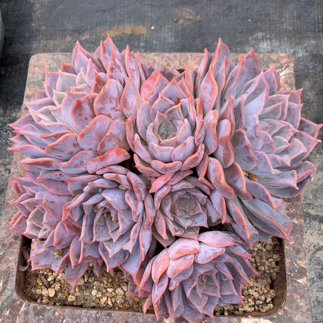 友家多肉一物一拍