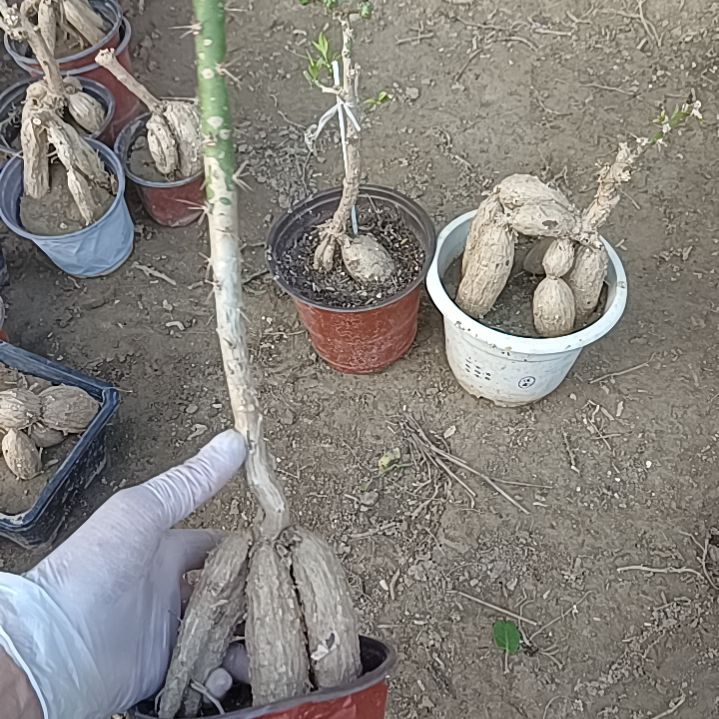用***7月之桂高干多瓜脱土