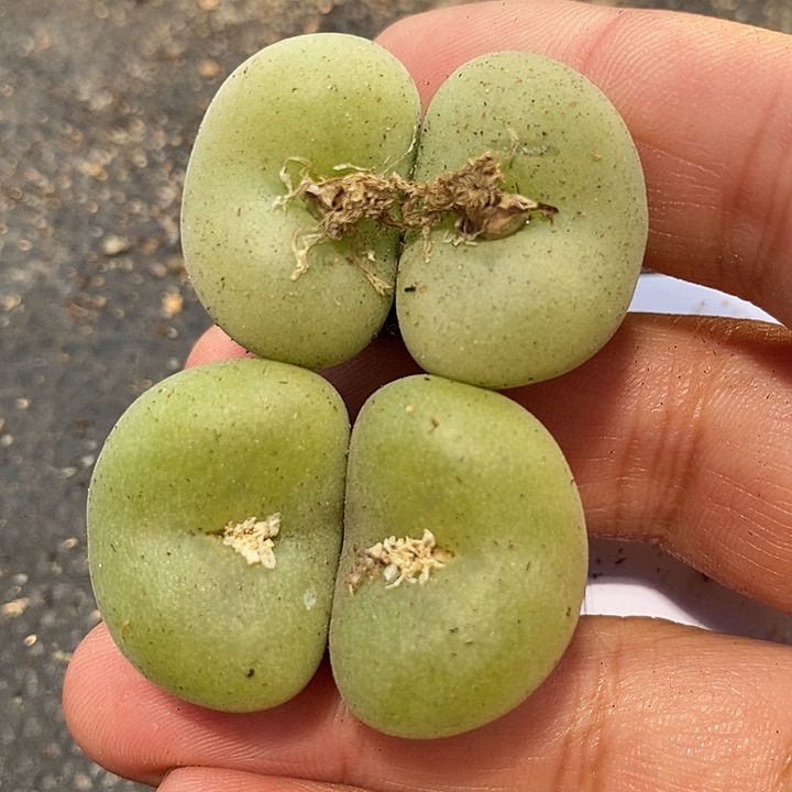 18511一组两颗超大空卡佛