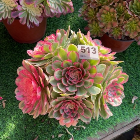 513海神朵朵多肉，