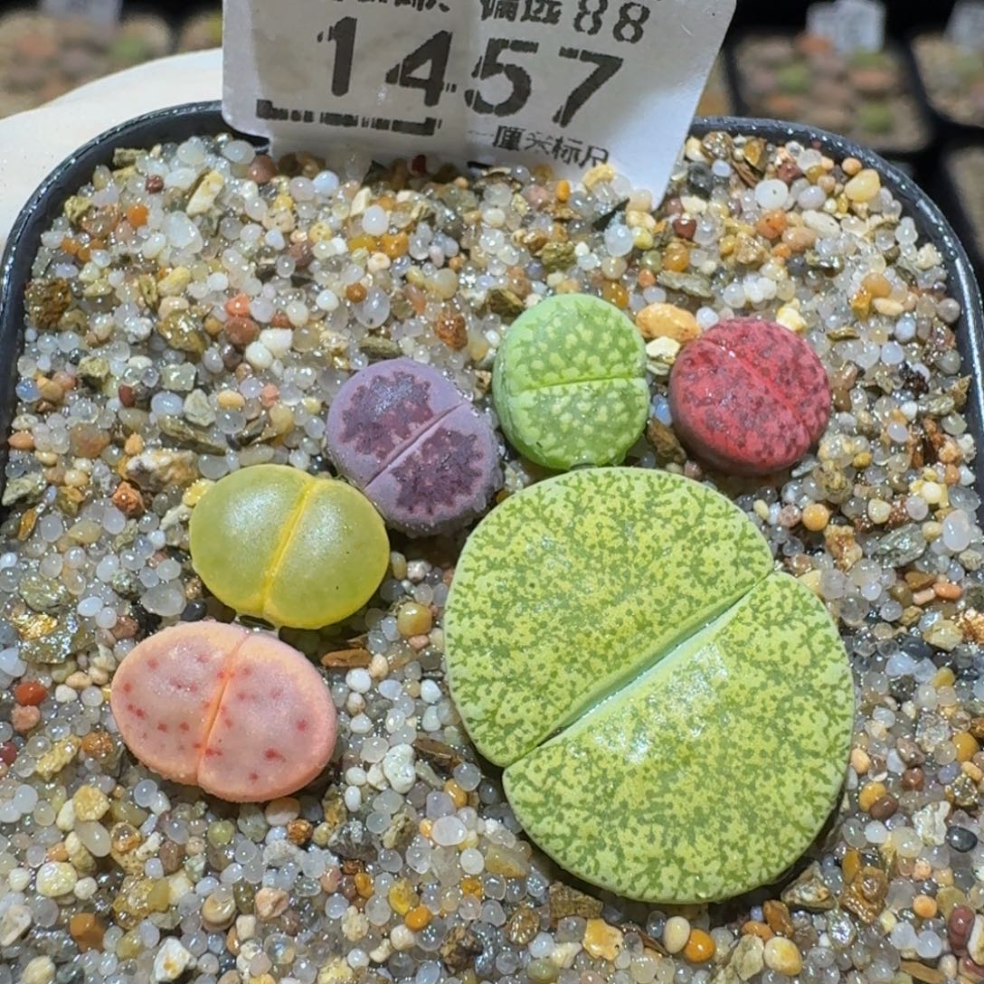 Ssss精品生石花1457