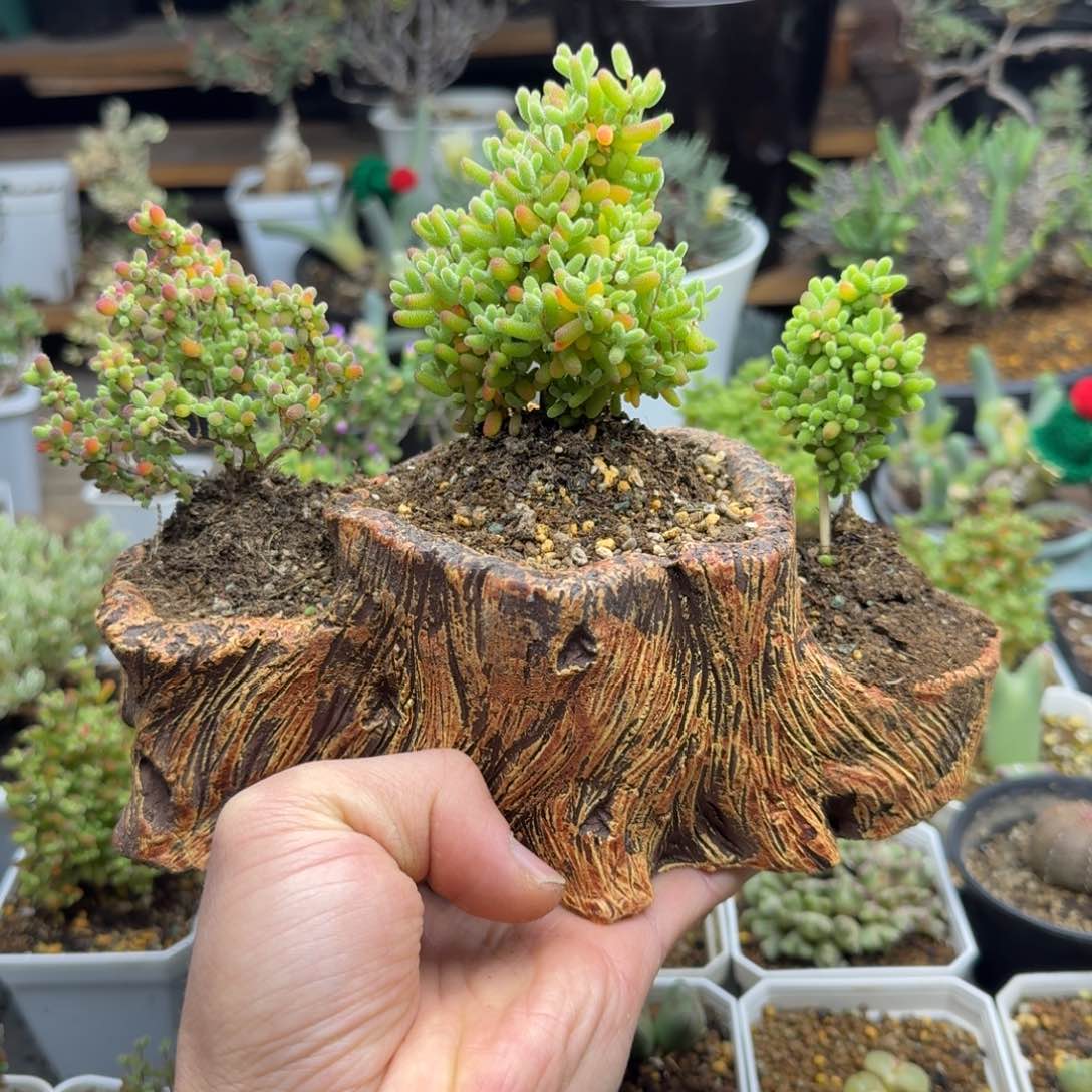 带盆三个蜜橘多肉。