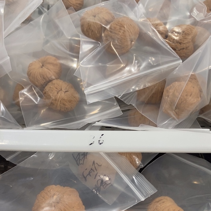 吊坠文玩核桃聚宝盆瑕疵