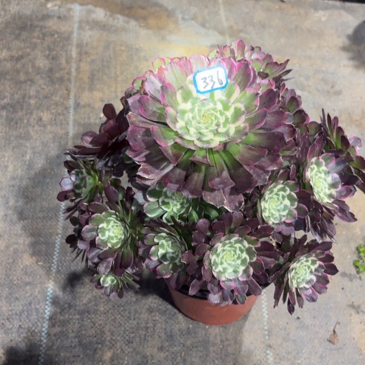 一物一拍黑萝莉新品锦336