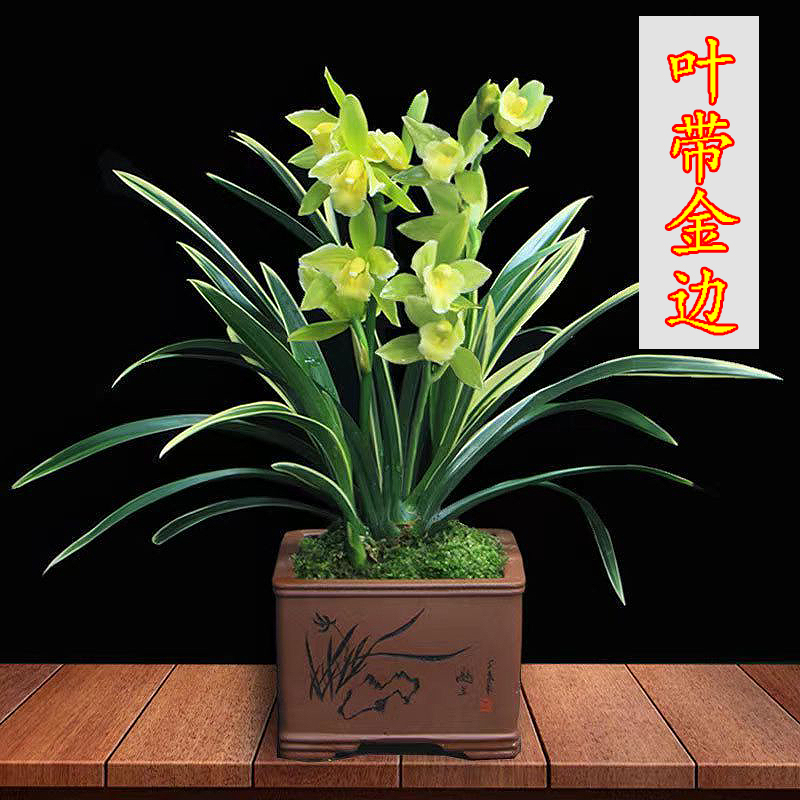 高品质养不死兰花金边兰花金凤冠开花香室内盆栽花卉绿植