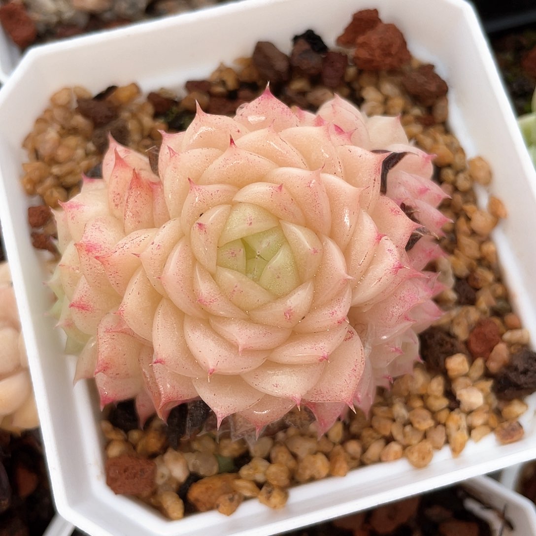 优选麦秆精品714