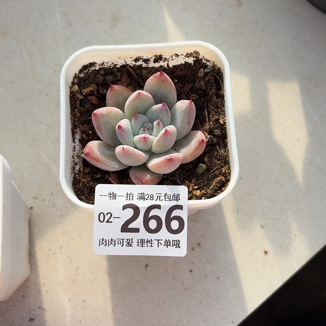 绑***咪祖母绿无盆土发货无