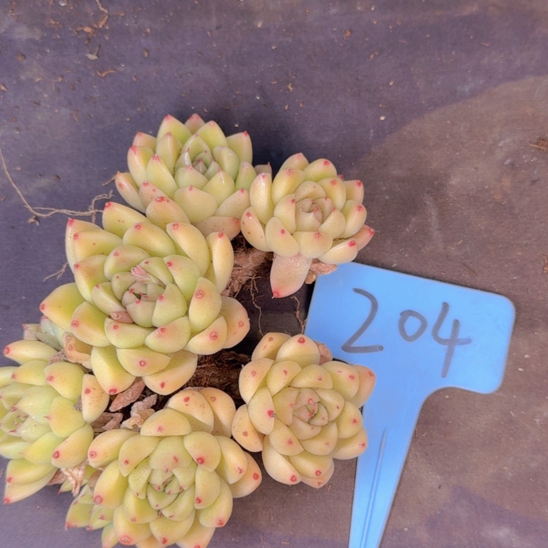 多肉植物的生长发育