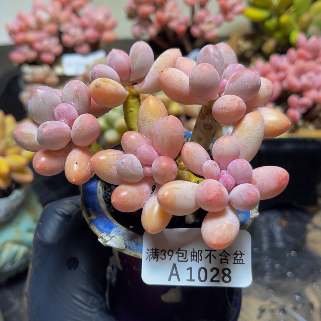 西***西1028黄金香水手指奶酪9厘米