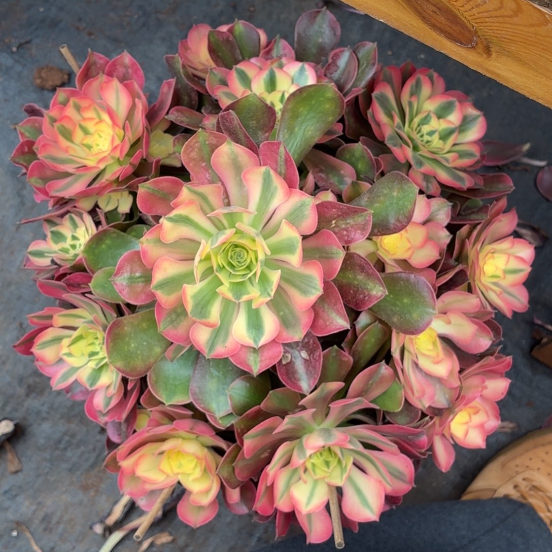 云南多肉植物香妃