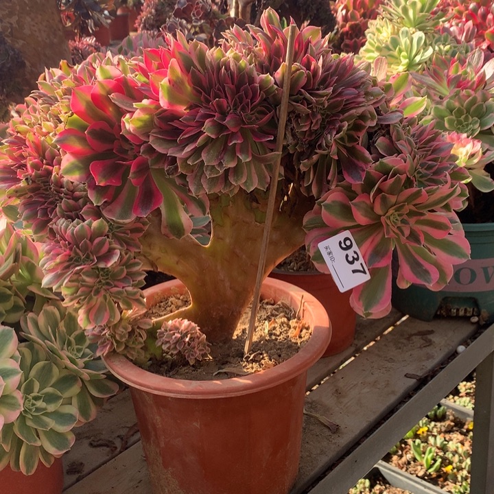 937粉女巫缀多肉法师