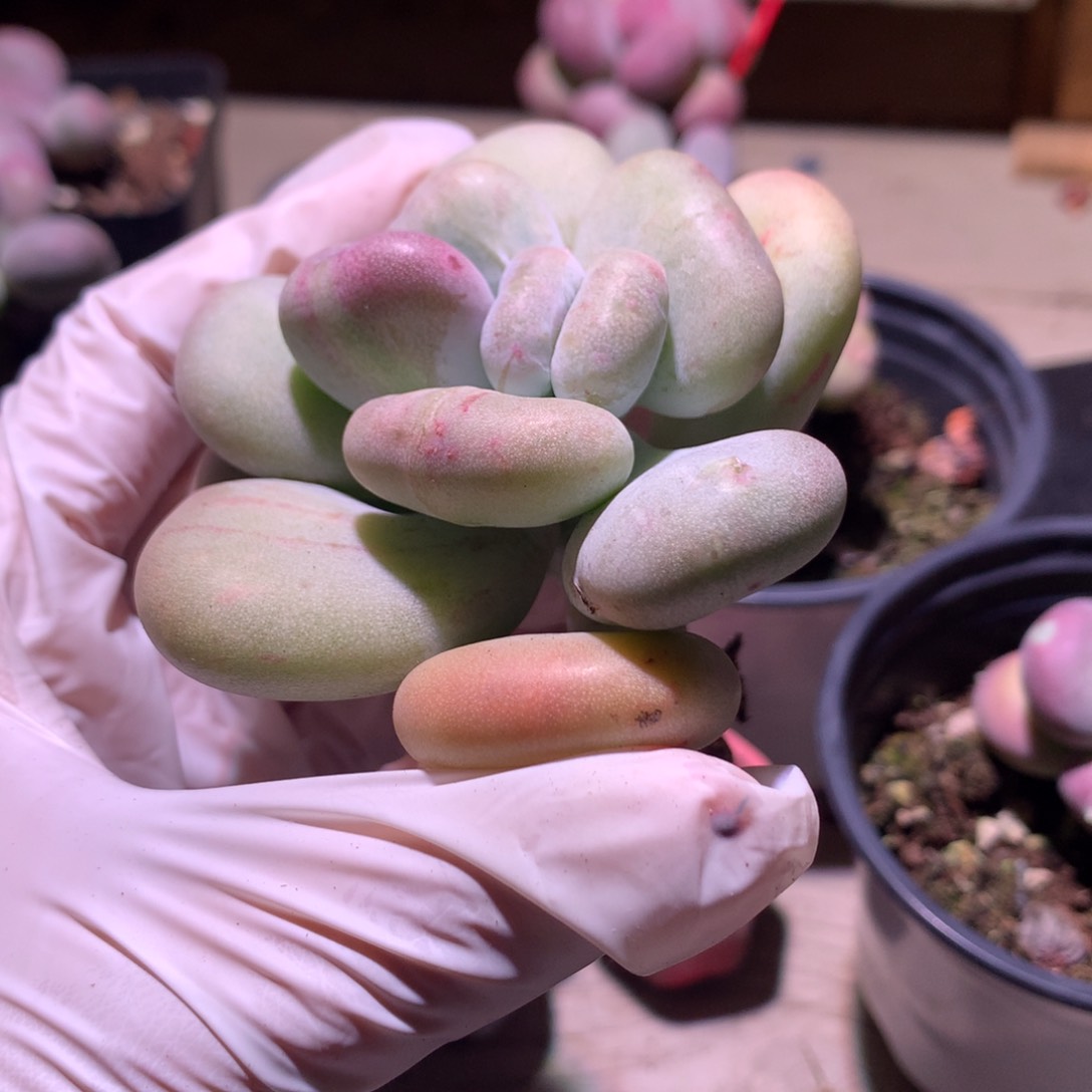 油煎奶酪多肉youjiann