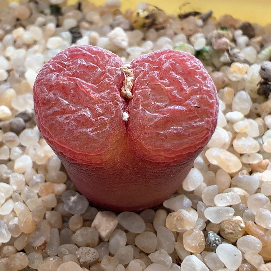 84优选恩东矮墩墩一颗