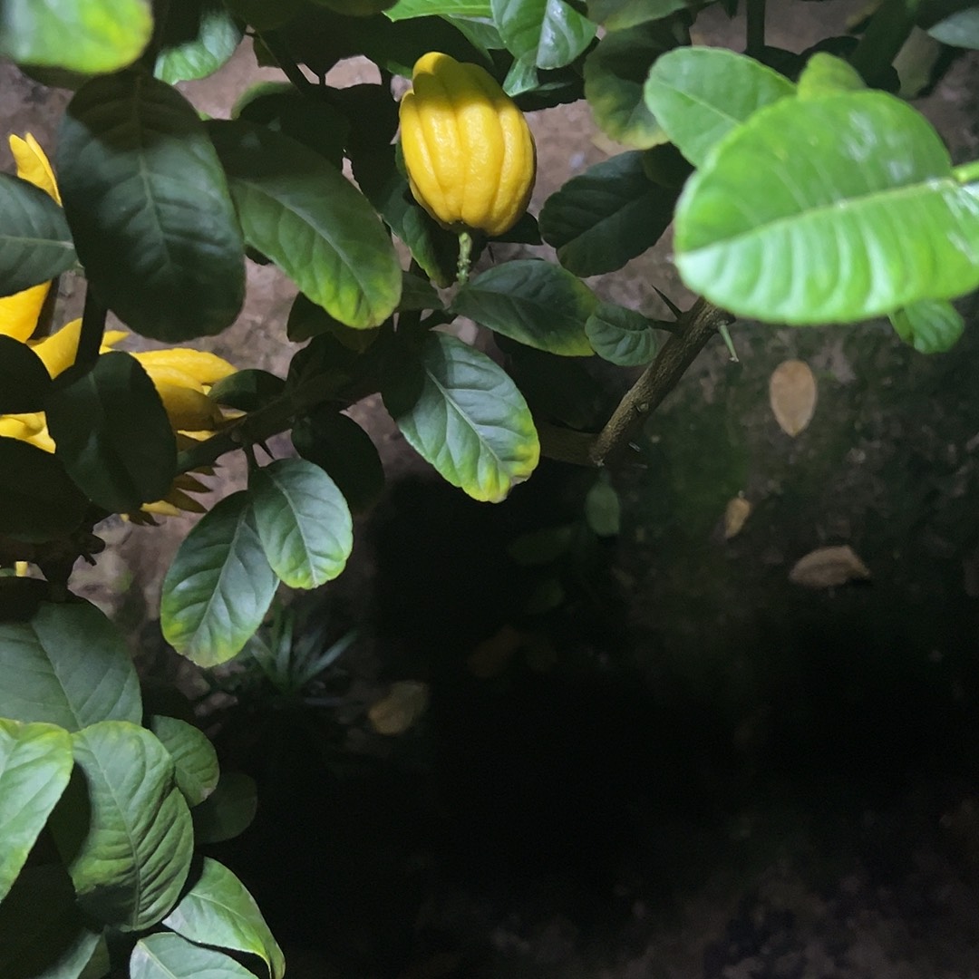 完全开放金华佛手果漂亮的