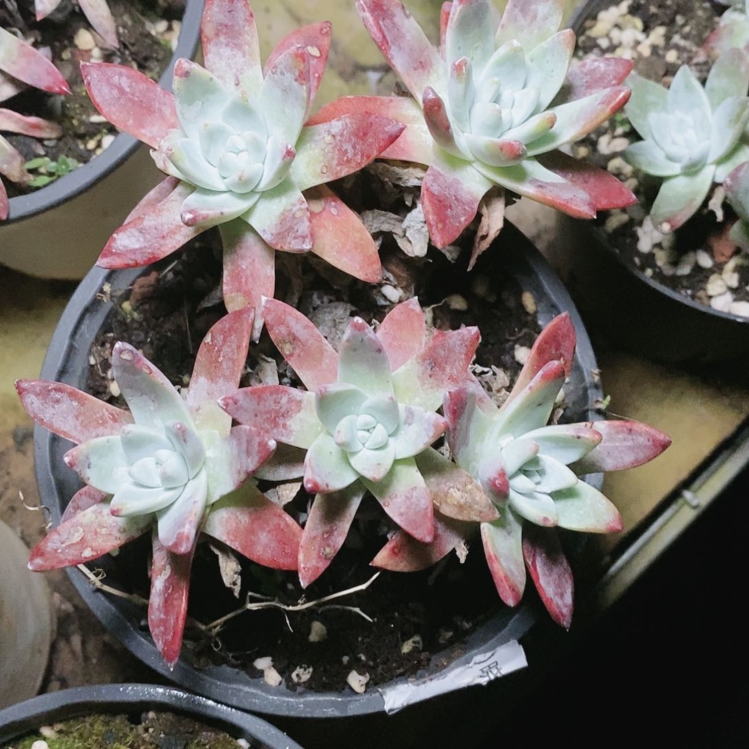 【闪购商品】御剑苹果叶多肉2075