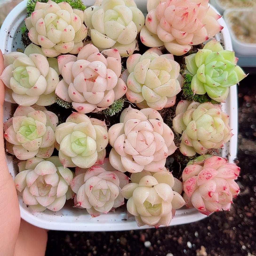 1-386 新疆西藏内蒙不发12.8包邮2-3公分多肉