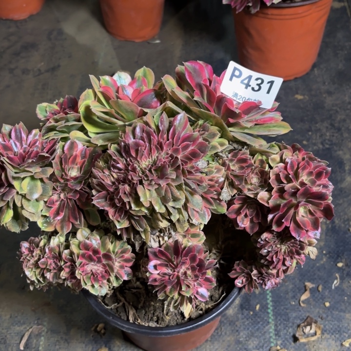 瑞妈，，，。。。？431洛神缀