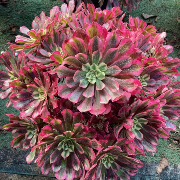 598红铜白精品法师老桩