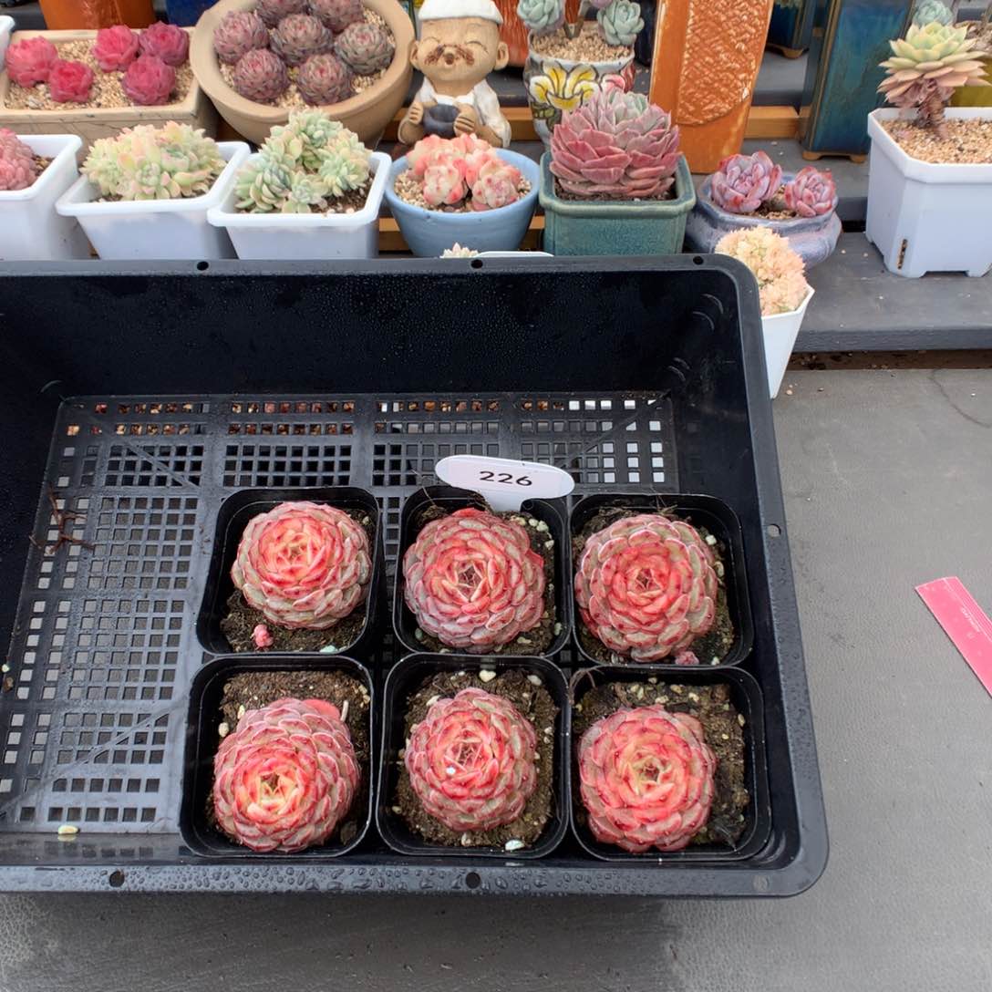 226 单颗白胖子多肉