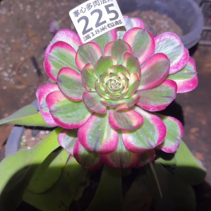 225海神掌心多肉法师锦不包侧枝