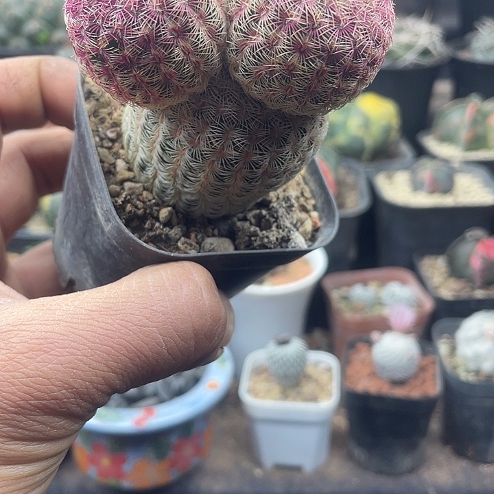 米奇头红太阳一颗包邮