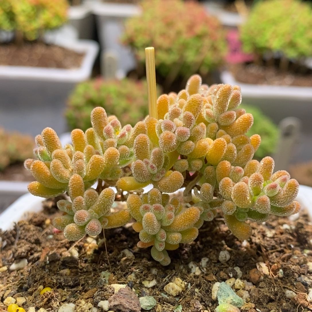 冰晶杂枝干番杏G181