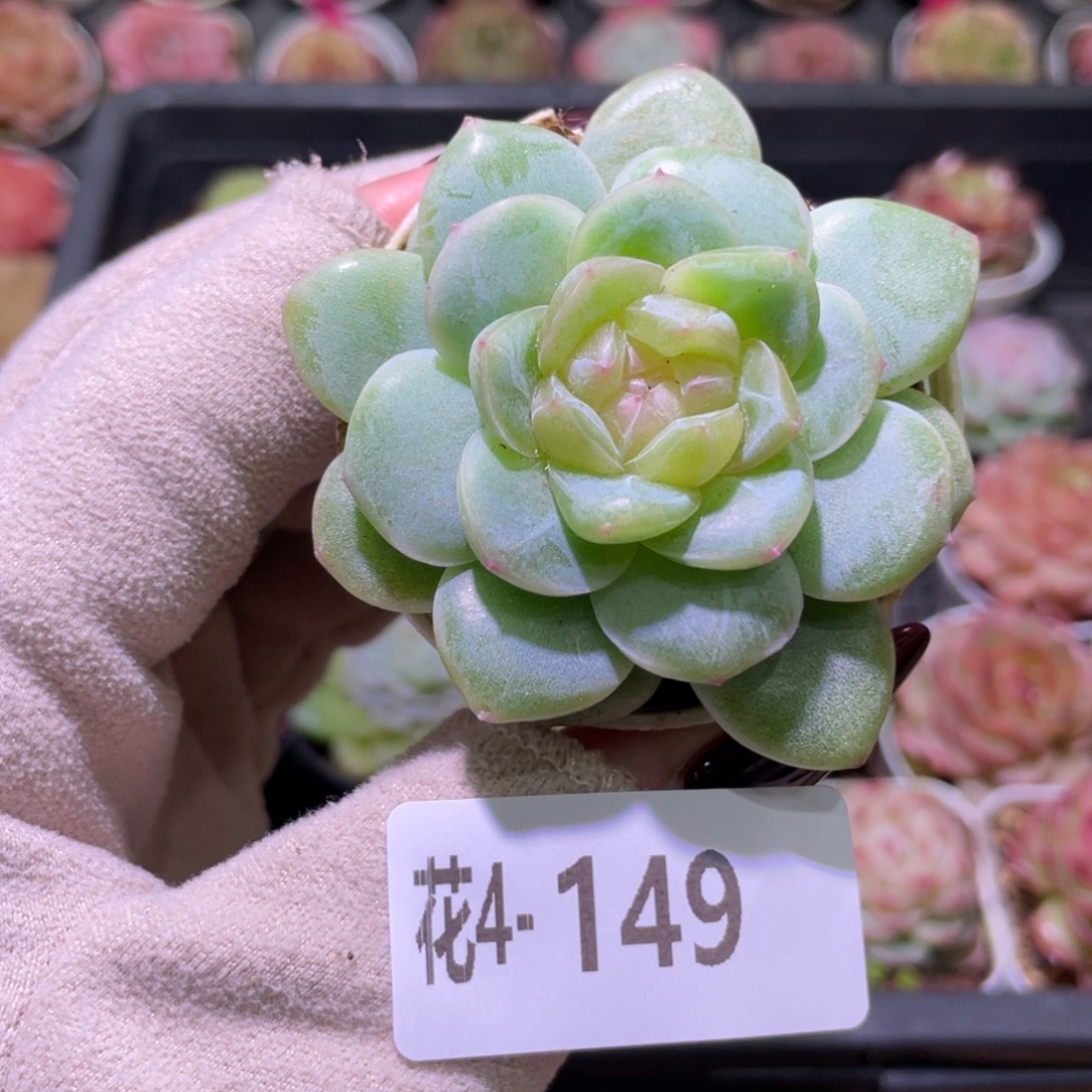 花利美4-149新品珍妮