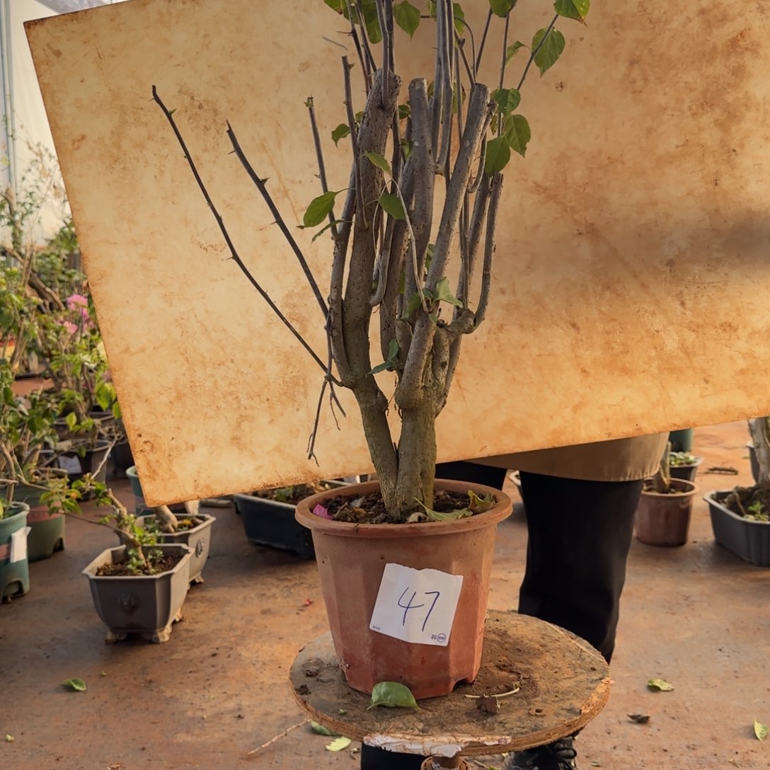 大部分开放少量花苞怡景 47脱