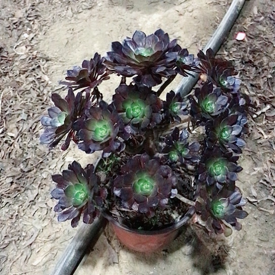 黑铜法师多肉植物19