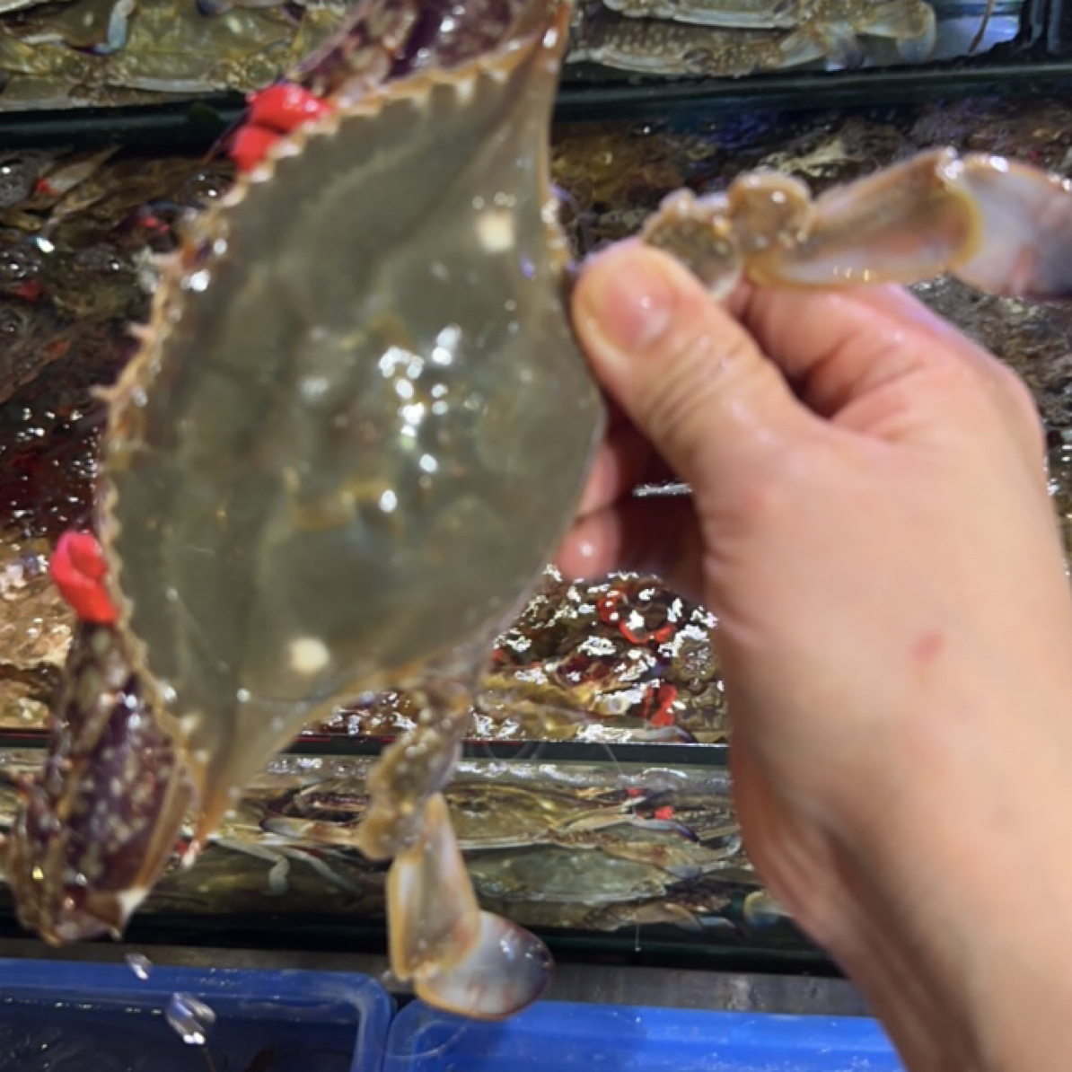 大公梭子蟹2斤装（约4-5两一只）【保鲜不保活】缺小腿正常鲜活发货到家保鲜不包活梭子蟹同城