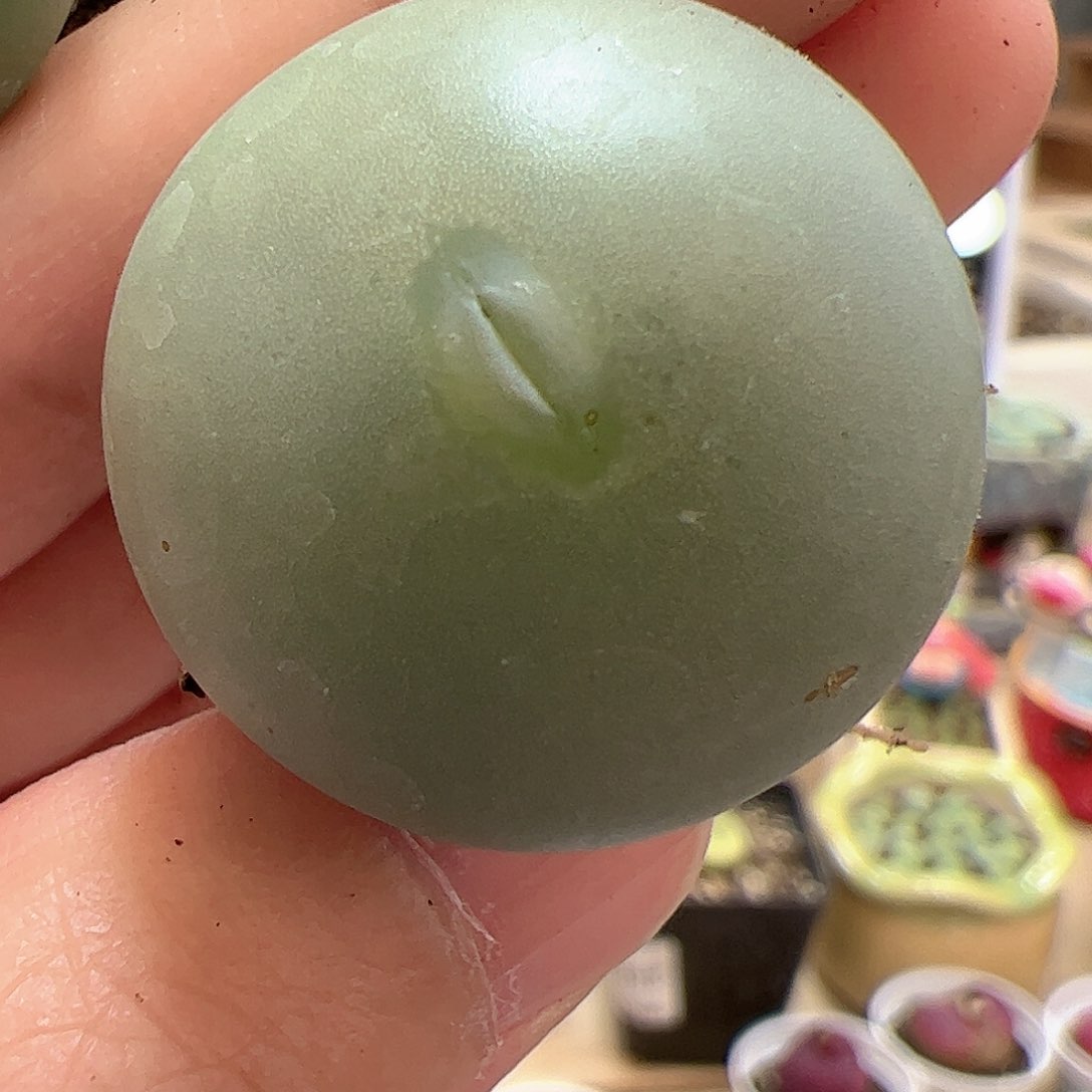 【闪购商品】174 大G