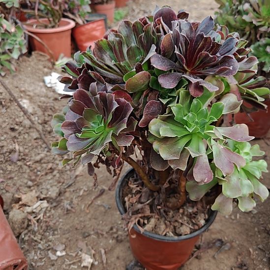 欧若拉加急发货32