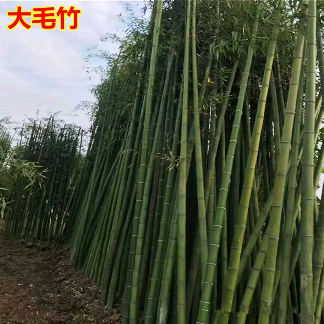 毛竹大毛竹苗青竹四季长青可以食用毛竹庭院工程绿化地栽毛竹苗