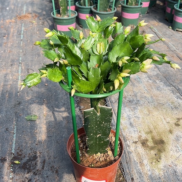 021蟹爪兰尾号8803