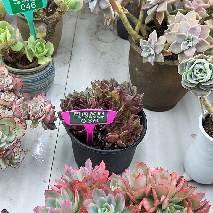 *****紫水尽多肉植物精华036