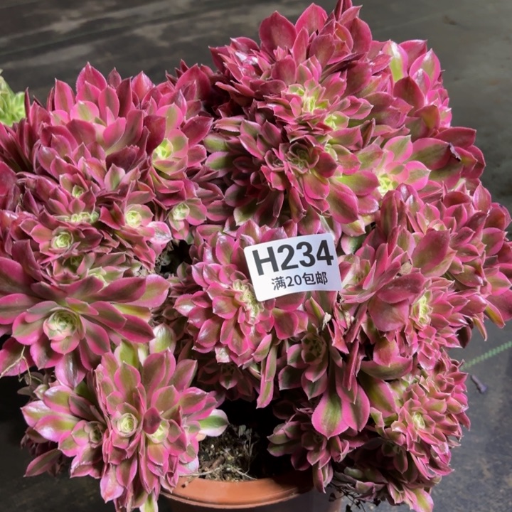 瑞妈多肉植物234