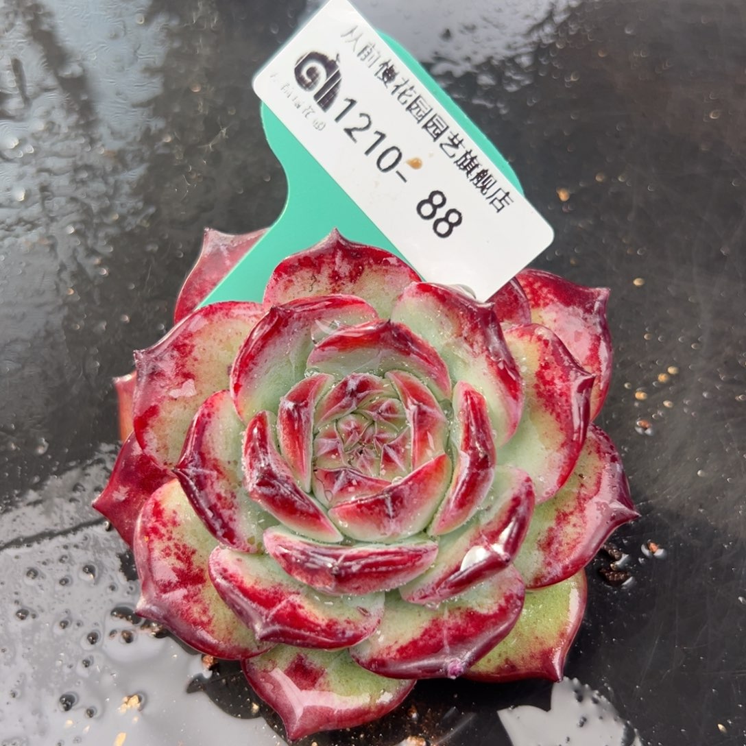 从前慢花园多肉编号1210-88